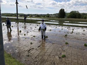 5.6年生田植え体験 の投稿