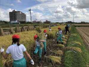 5年生　稲刈り の投稿