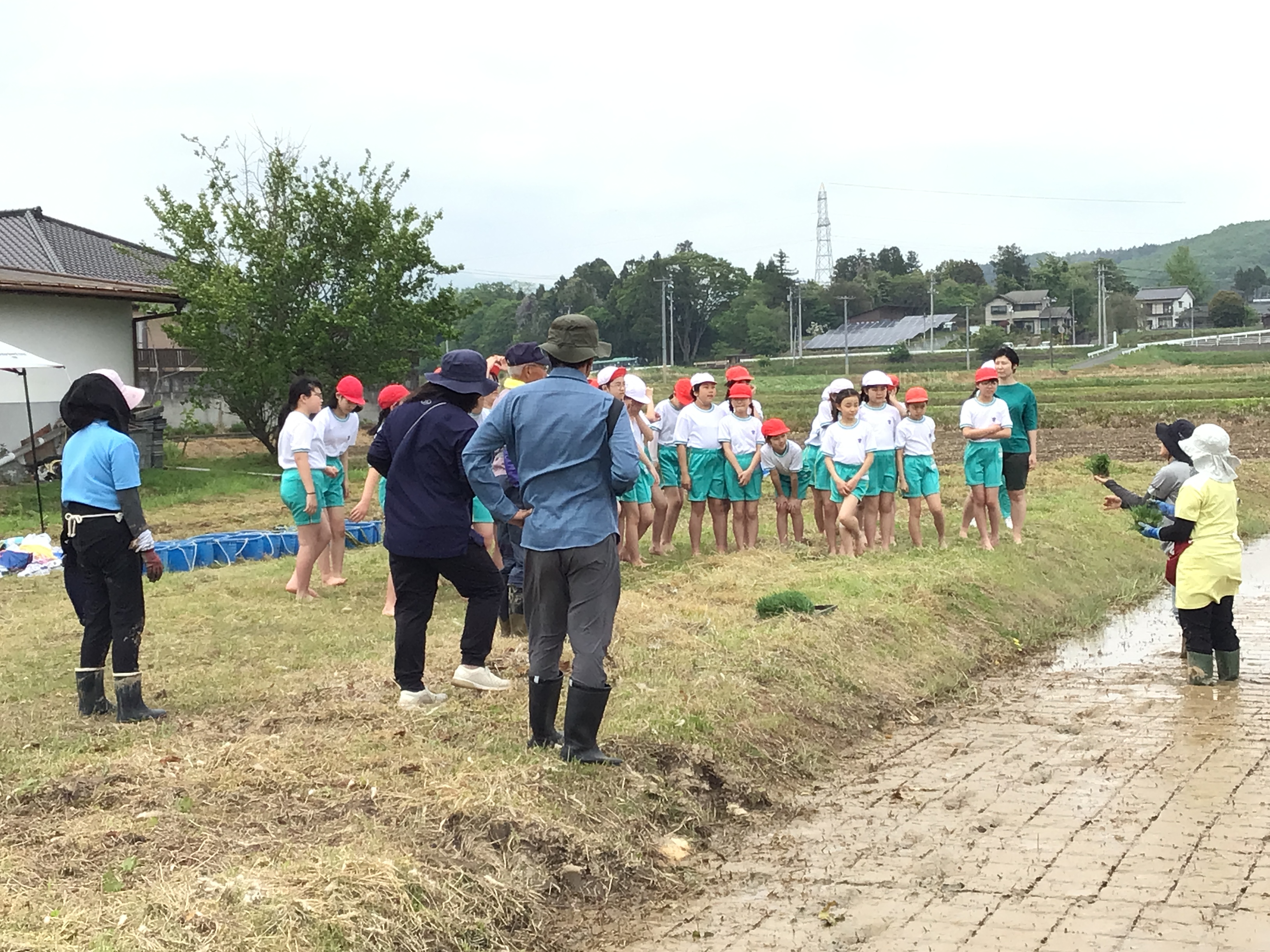 5月15日（木）５年生 田植え の投稿