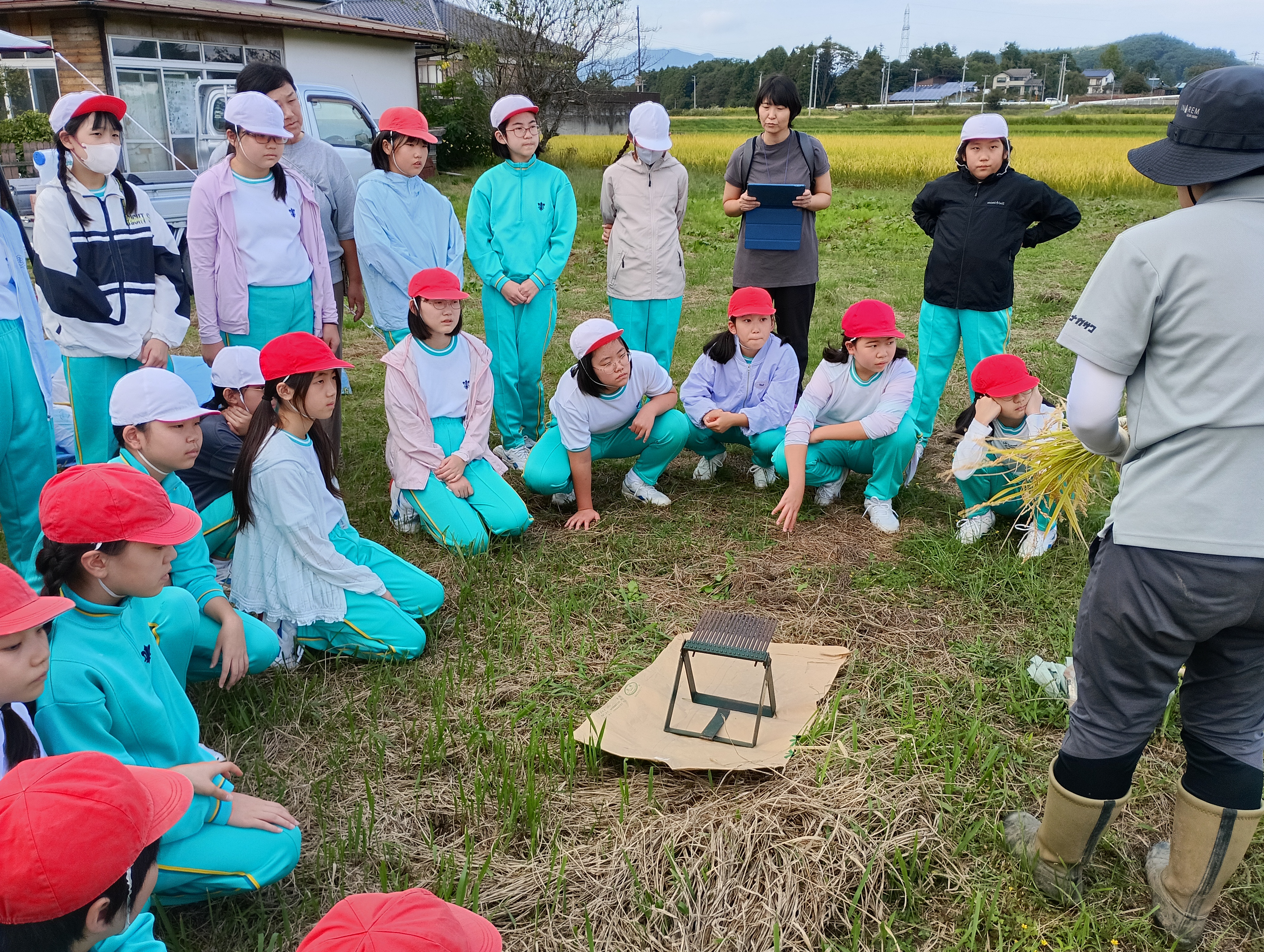 10月6日　5年生　稲刈り の投稿